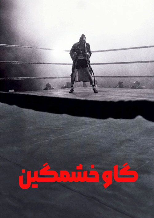گاو خشمگین